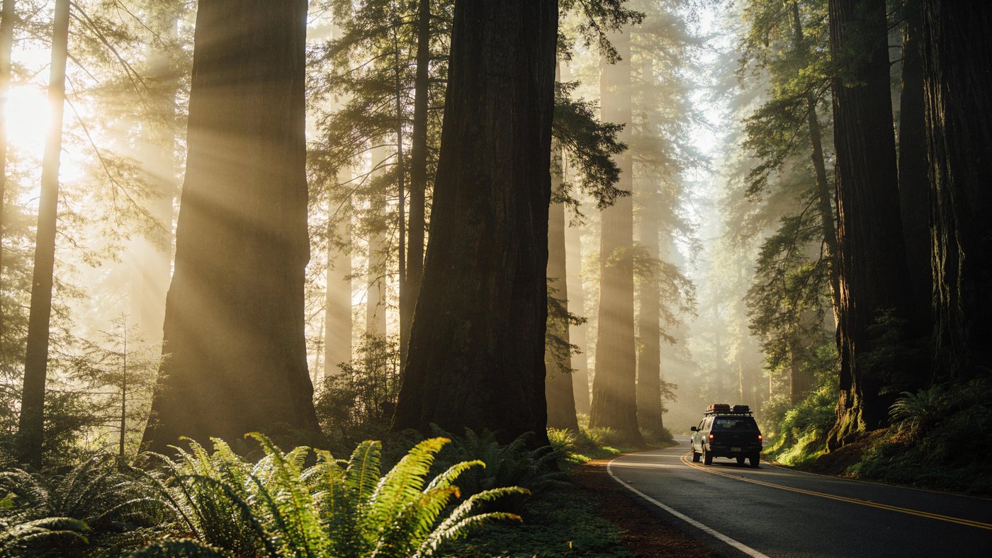 Winding road through an old-growth redwood forest in morning light
